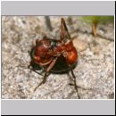 Formica -Serviformica- cf rufibarbis - Ameisenkoenigin 02 11mm.jpg